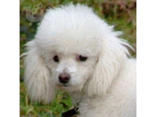 PoulaTo: Caniche Κανίς mini καθαρόαιμα